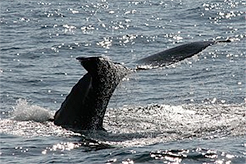 Drake Bay